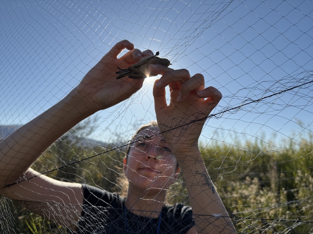 KuzeyDoğa Derneği tarafından, Iğdır'ın Tuzluca ilçesine bağlı Aras Kuş Cenneti'nde sürdürülen kuş...