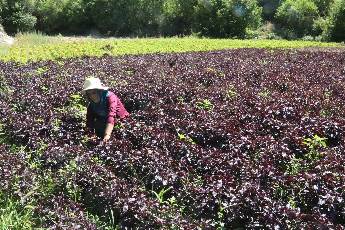 Malatya'nın Arapgir ilçesinin coğrafi işaret tescilli ürünleri mor reyhan ve köhnü üzümünde hasat...