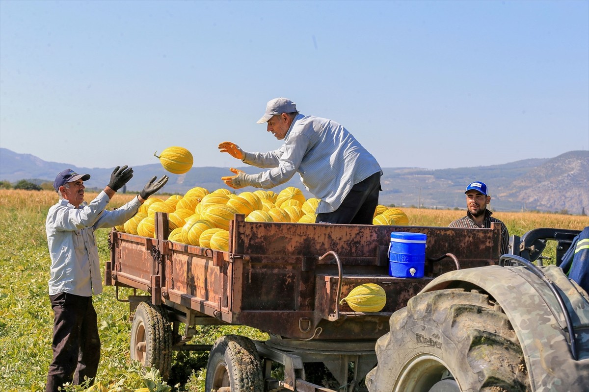 Manisa'nın Kırkağaç ilçesinde yetiştirilen, tadı, aroması ve uzun raf ömrüyle bilinen ve bir süre...
