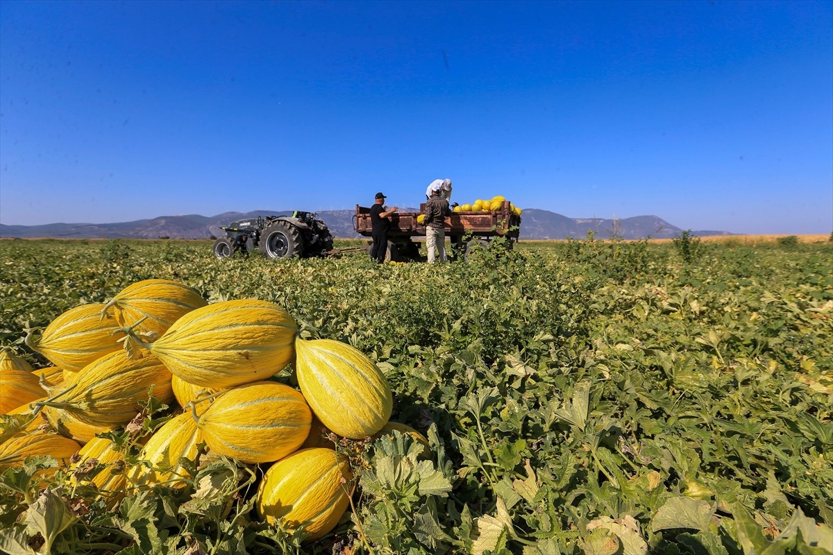 Manisa'nın Kırkağaç ilçesinde yetiştirilen, tadı, aroması ve uzun raf ömrüyle bilinen ve bir süre...