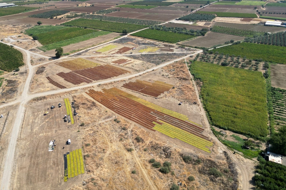 Manisa'nın Turgutlu ilçesinde, Gediz Ovası'ndaki sergi alanları kurutmalık ürünlerle renklendi....
