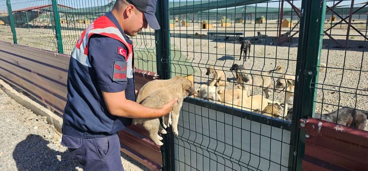Muş'ta jandarma ekipleri, çuval içinde yol kenarına bırakılan 2 köpek yavrusunu barınağa teslim...