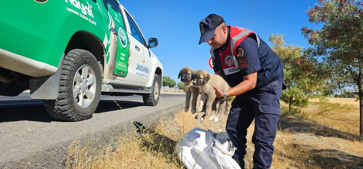 Muş'ta jandarma ekipleri, çuval içinde yol kenarına bırakılan 2 köpek yavrusunu barınağa teslim...