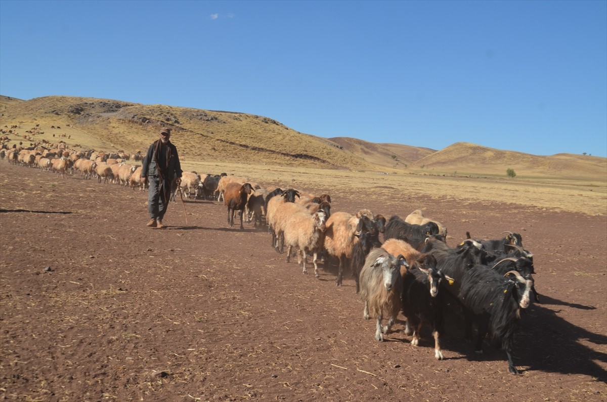 Muş'un Korkut ilçesinde kadınların meradaki süt sağım mesaisi devam ediyor. Yolgözler köyünde...