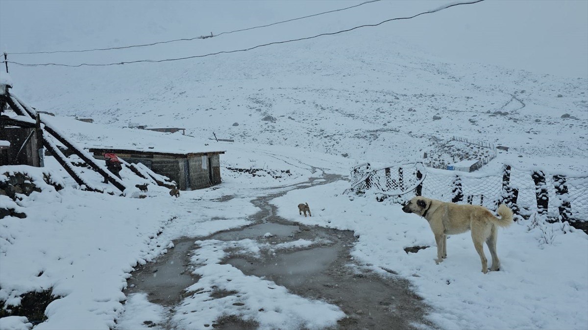 Rize'nin yüksek rakımlı yaylalarında kar etkili oldu. 