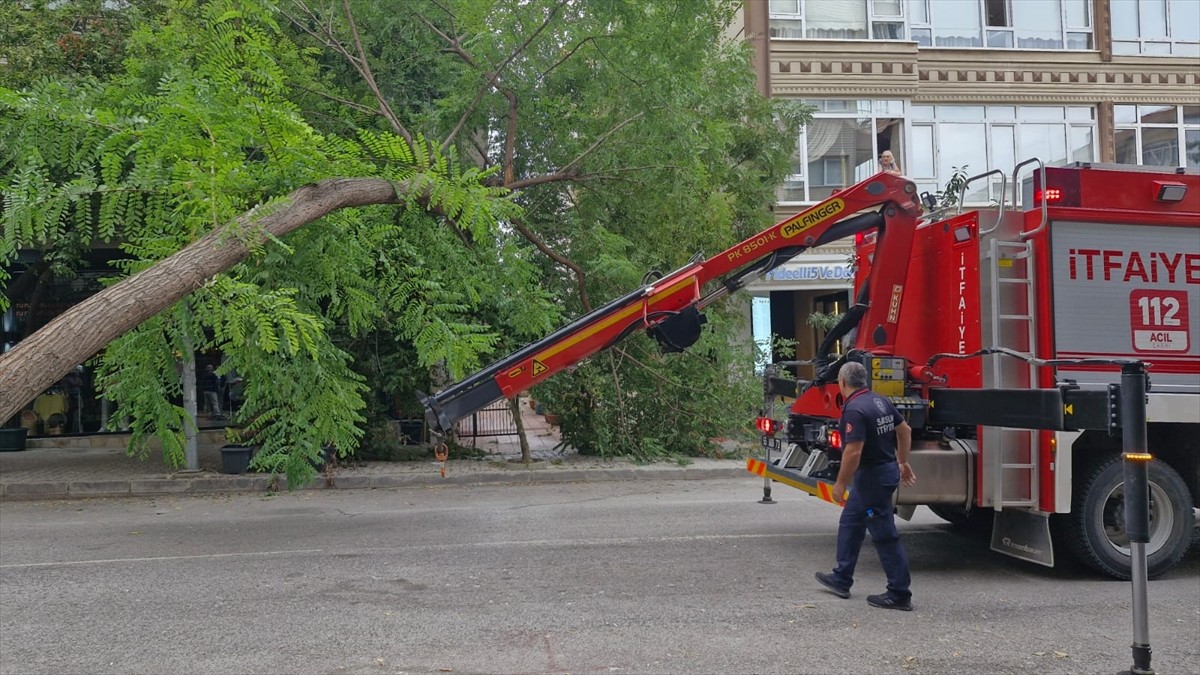 Samsun'un İlkadım ilçesinde kaldırımdaki ağaç, otomobilin üzerine düştü. Büyükşehir Belediyesi...