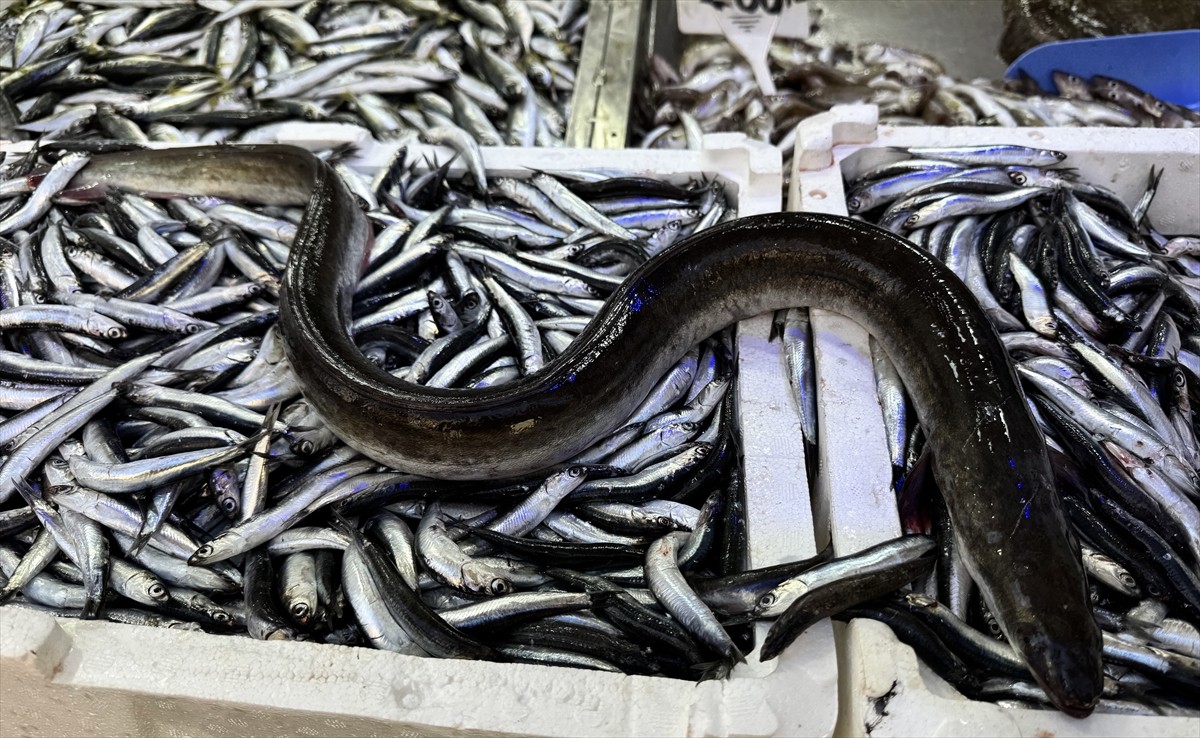 Sinop'ta, hamsi avlayan balıkçıların ağına nadir görülen yılan balığı takıldı.