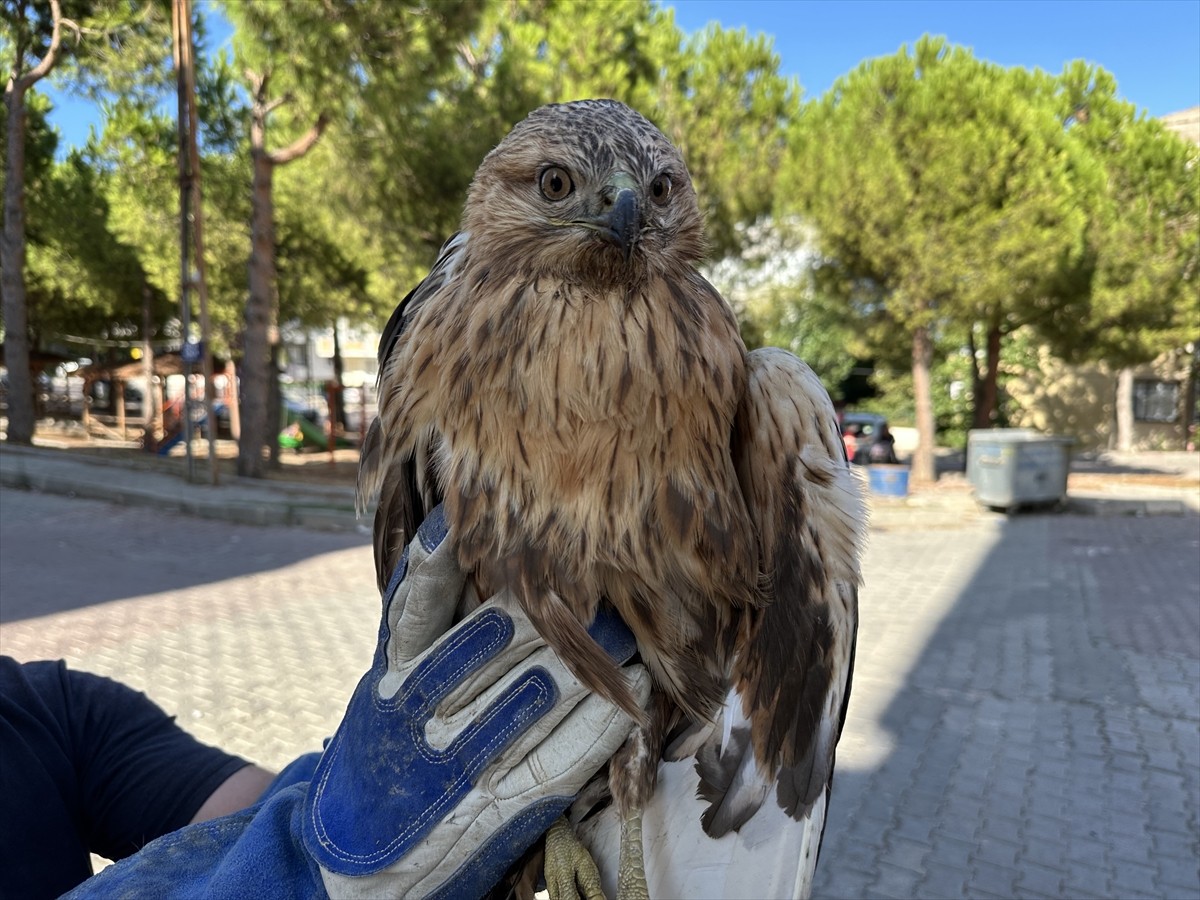 Sinop'ta yaralı halde bulunan kızıl şahin, Doğa Koruma ve Milli Parklar ekiplerince tedavi...