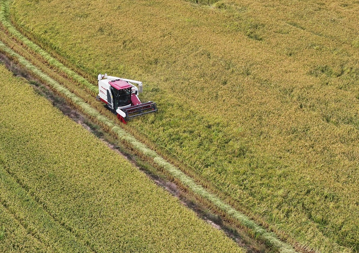 Türkiye'deki çeltik üretiminin yarısına yakınının yapıldığı Edirne'de hasat mesaisi başladı....
