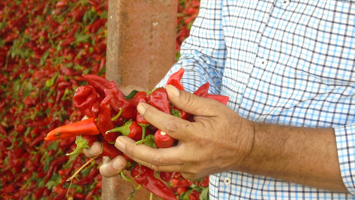 Türkiye'nin önemli sofralık kırmızı biber üretim merkezlerinden Gaziantep'in İslahiye ilçesinde...