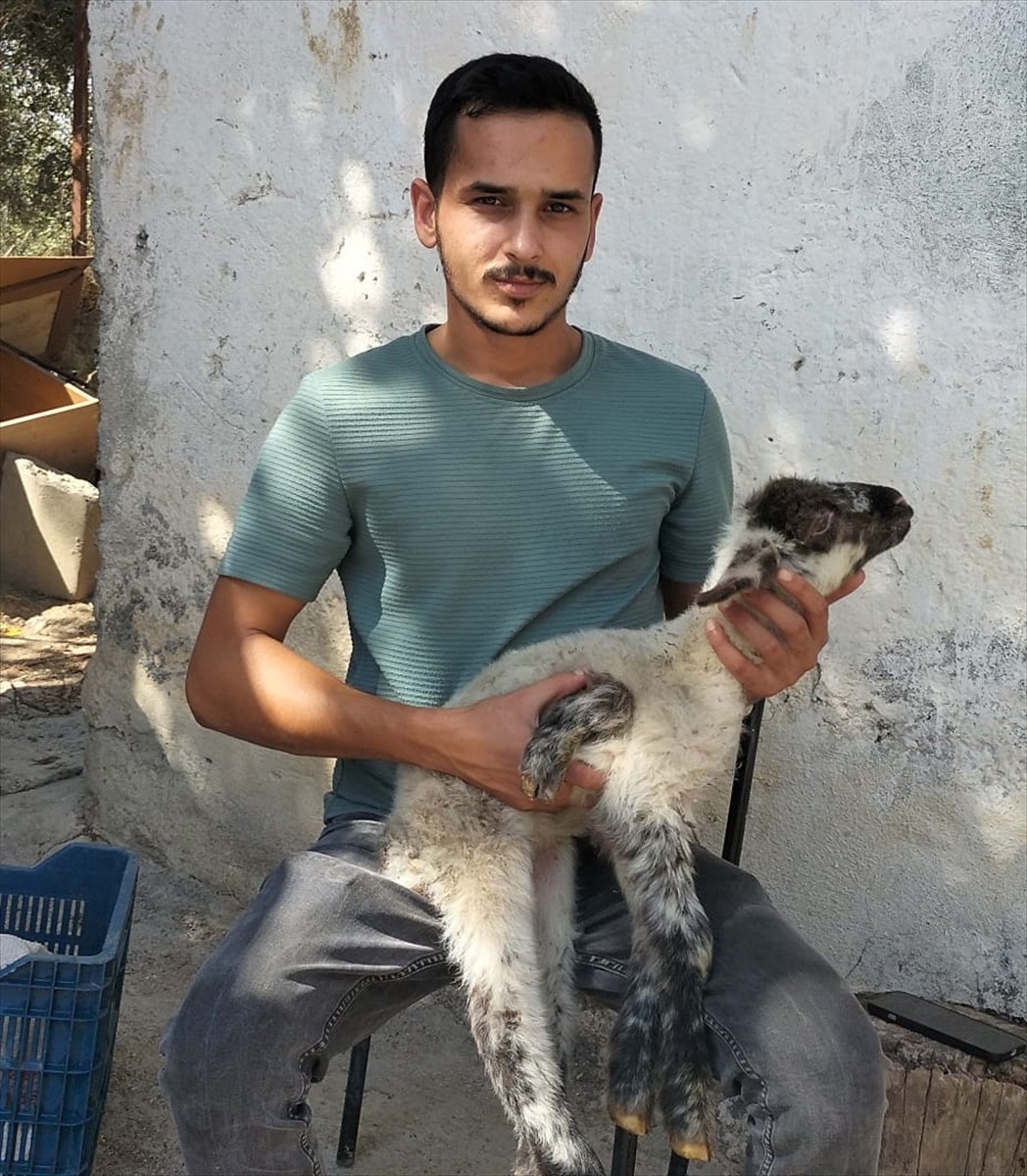Antalya'nın Manavgat ilçesinde, küçükbaş hayvan yetiştiricisi Mesut Şen'e ait koyunun kuzusu 5...