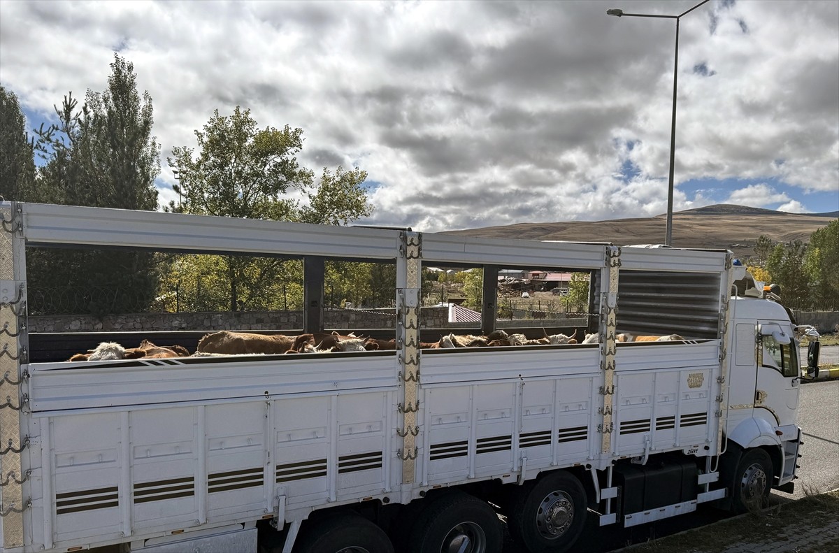 Ardahan'da şap karantinasının kaldırılmasıyla başlayan hayvan sevkiyatları artarak...