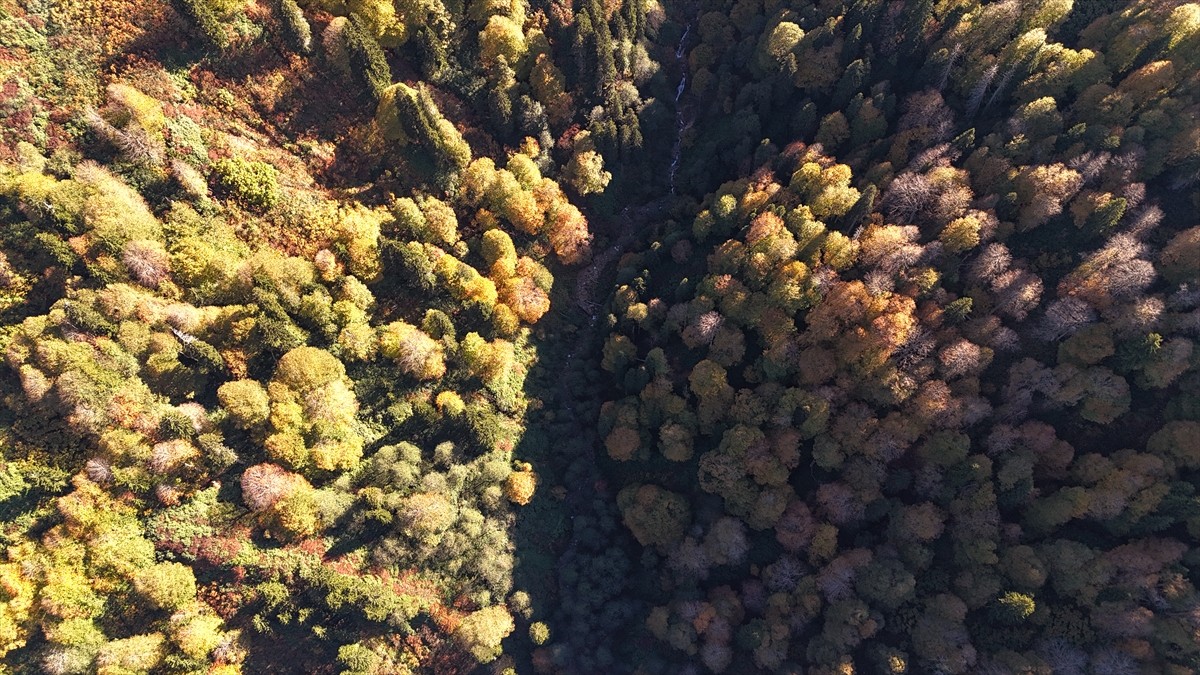 Artvin'in Borçka ilçesindeki Borçka Karagöl Tabiat Parkı, ziyaretçilerini sonbaharın hakim...