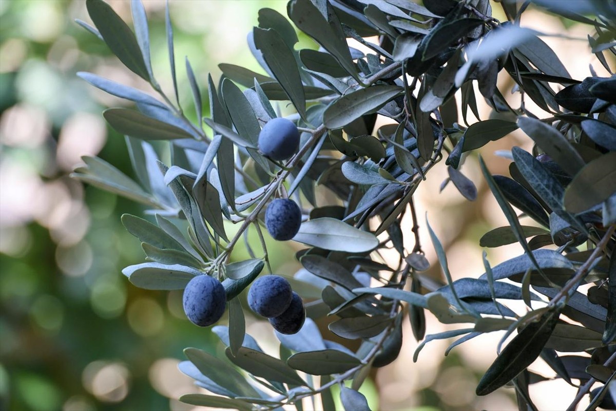 Artvin'in Yusufeli ilçesinde yetiştirilen üstün lezzet ödüllü "Butko zeytini"nin hasadı başladı....