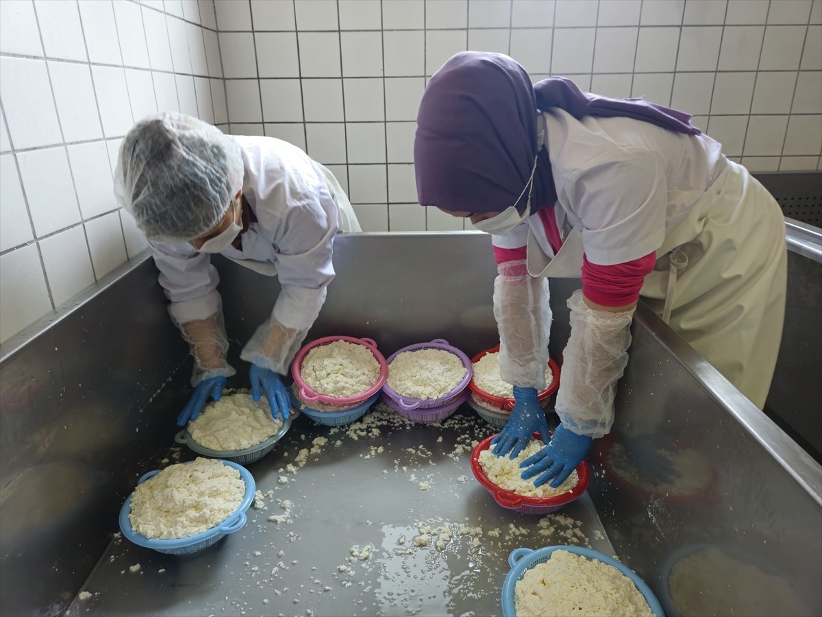 Balıkesir'in Sındırgı ilçesinde, Sanayi ve Teknoloji Bakanlığı koordinasyonunda "50 Peynirli...