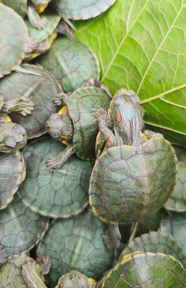 Bolu'da şehirler arası yolcu otobüsünde 500 kırmızı benekli su kaplumbağası ele geçirildi.