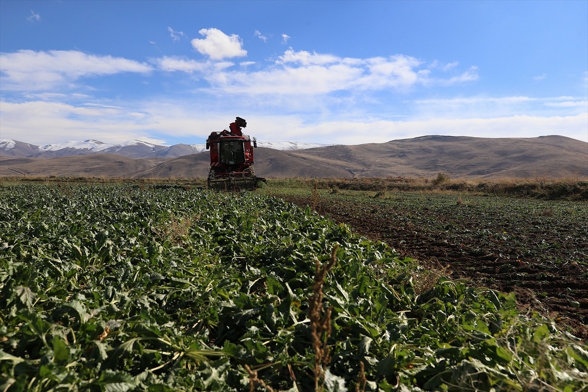 Çiftçilere eğitim ve pazar garantisinin verildiği Erzurum'da, üretim alanı büyüyen şeker...