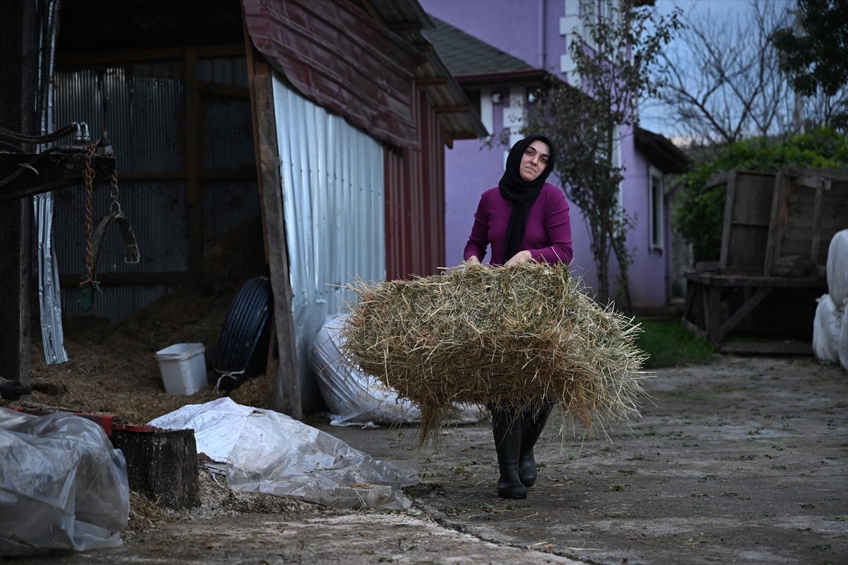 Düzce'de evinin süt ihtiyacını karşılamak için aldığı inekle hayvancılığa adım atan ve devlet...