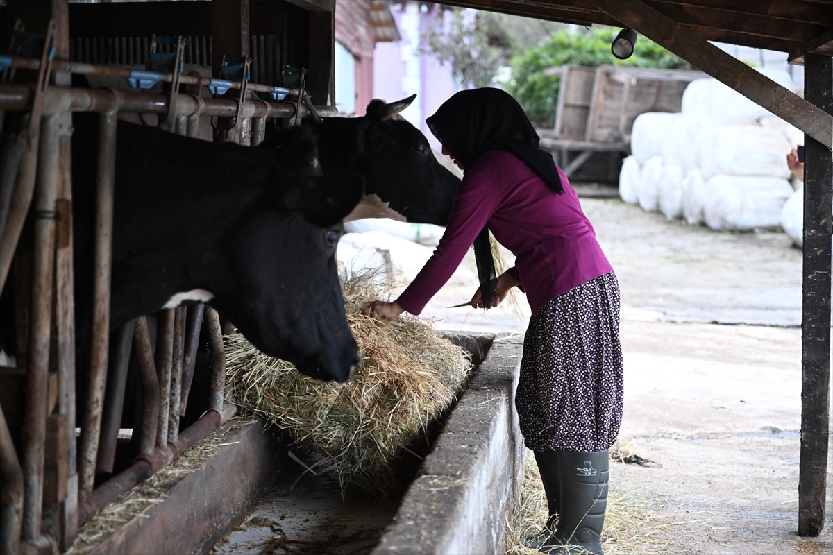 Düzce'de evinin süt ihtiyacını karşılamak için aldığı inekle hayvancılığa adım atan ve devlet...
