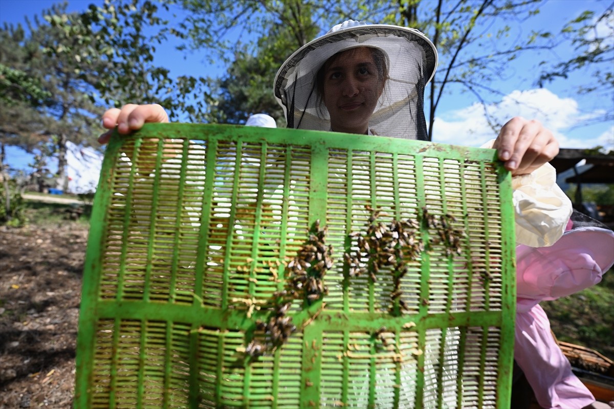 Düzce'de Türkiye Bilimsel ve Teknolojik Araştırma Kurumu (TÜBİTAK) tarafından desteklenen projeyle...