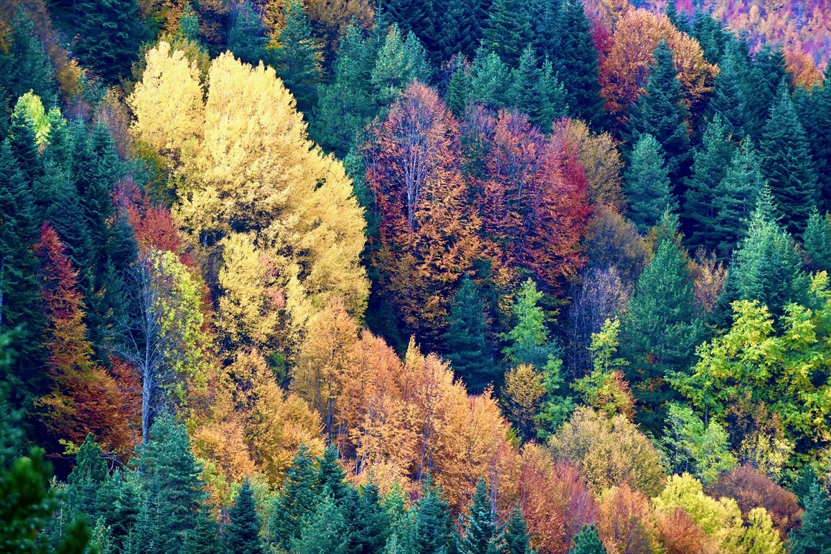 Düzce'deki Odayeri Yaylası ve Torkul Göleti, yeşil, sarı, kızıl ve kahverengi tonlara bürünen...