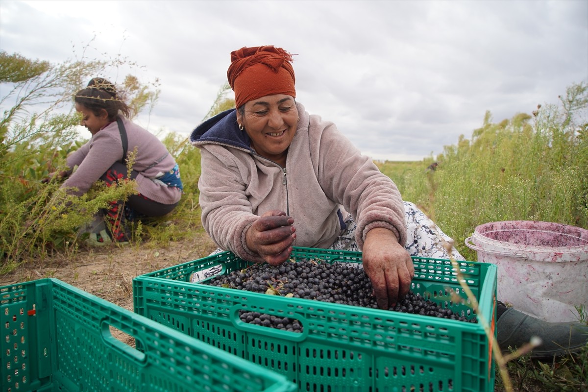 Edirne'de, yüksek besin değeri ve antioksidan özelliğiyle bilinen aronyanın hasadına...