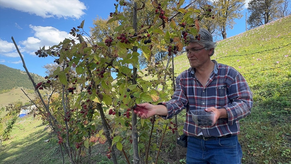 Giresun'un Dereli ilçesinde üreticilere ek gelir kaynağı olması için oluşturulan ahududu ve...
