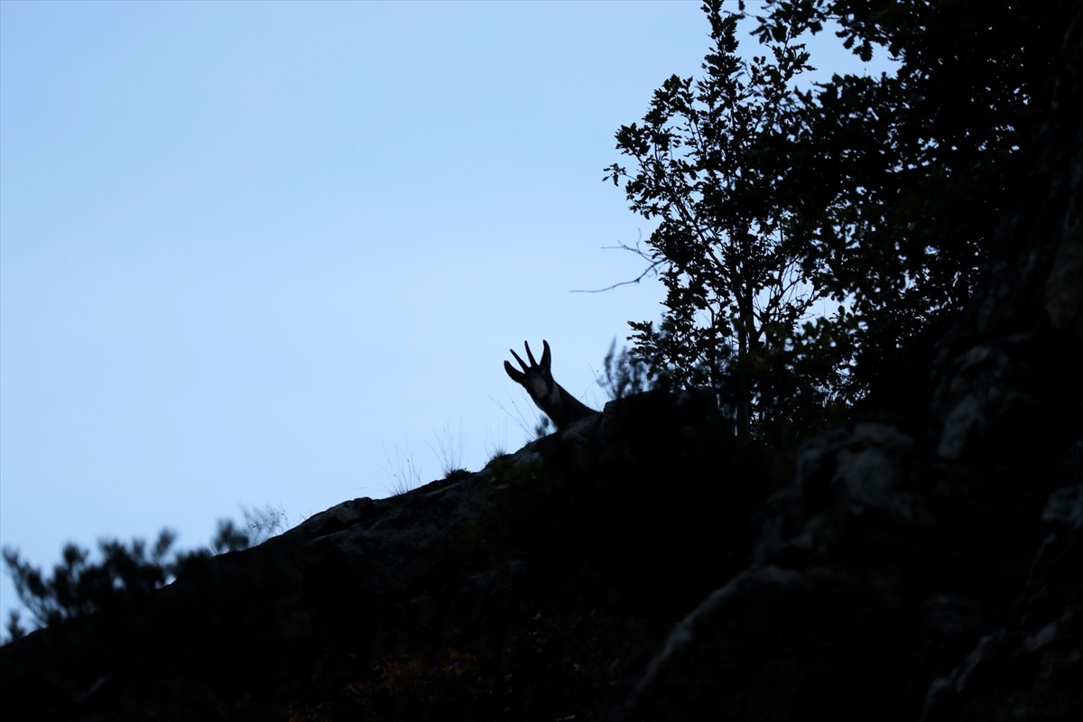 Gümüşhane'de, koruma altındaki çengel boynuzlu dağ keçileri, kırsal kesimde sarp kayalıklarda...