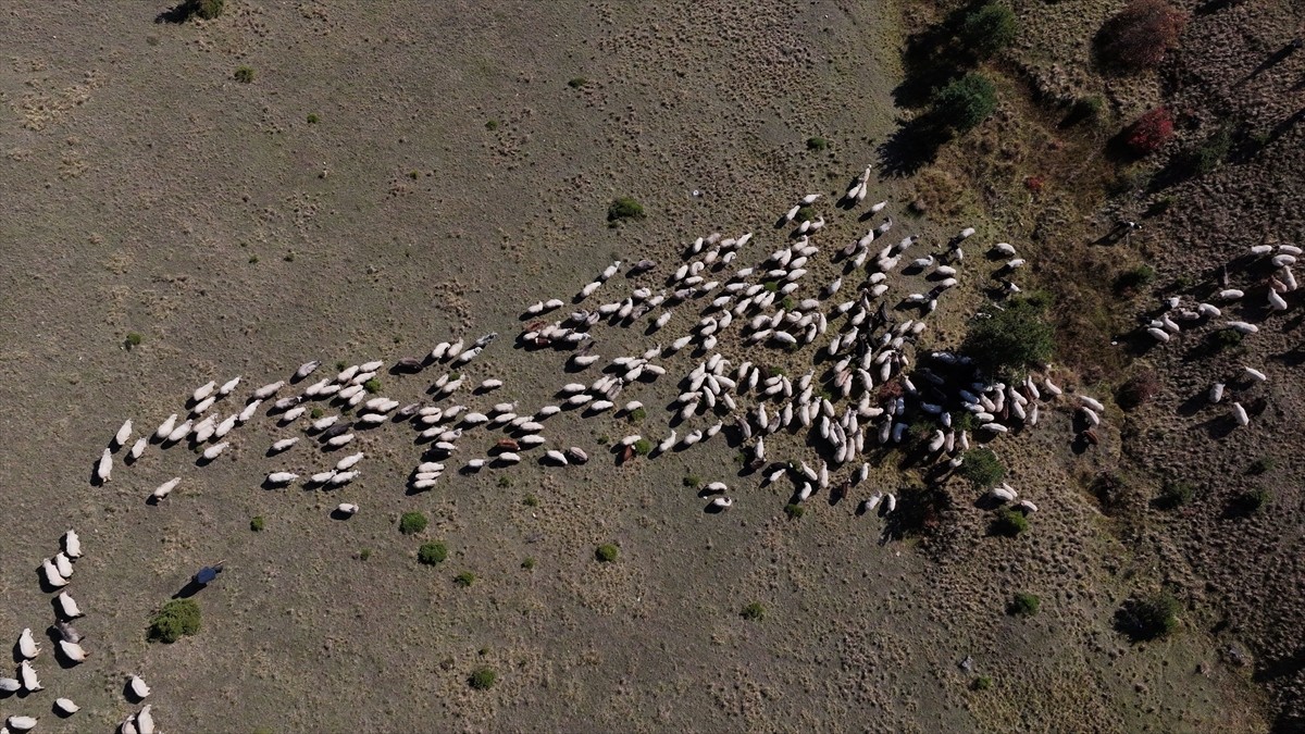 Gümüşhane-Trabzon il sınırındaki Zigana Dağı'nda yaşayan besiciler, sonbahara rağmen hayvanlarını...