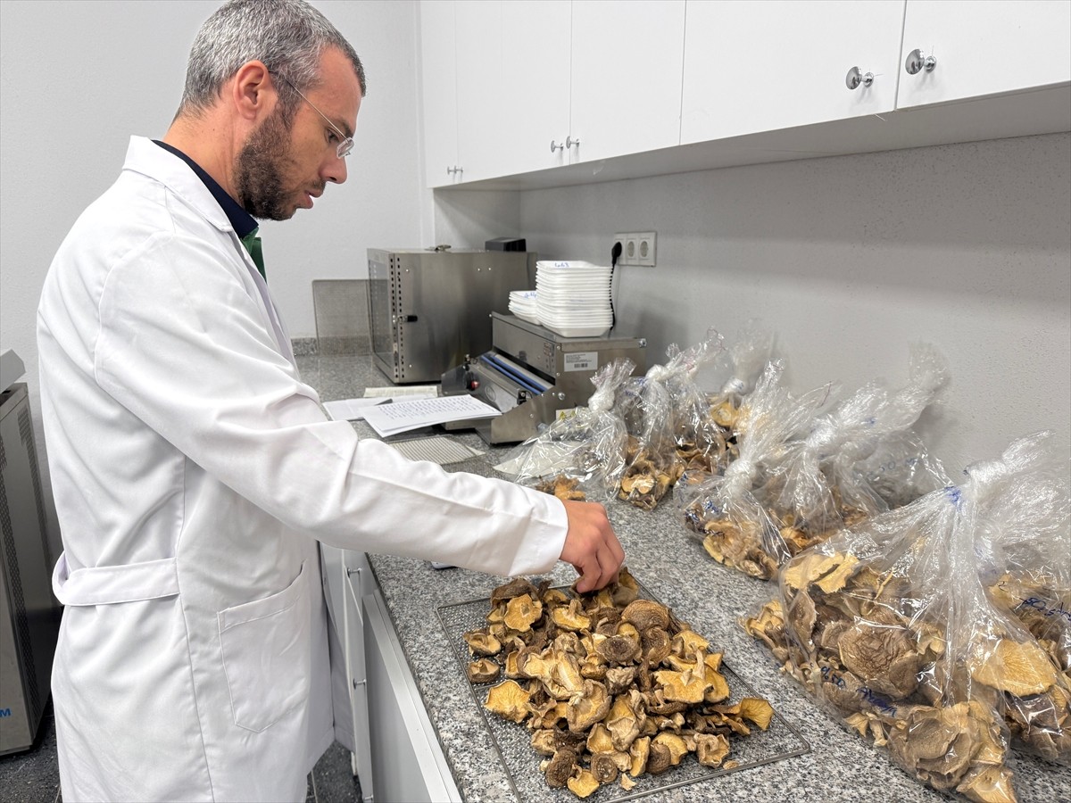 Havaların soğuması ve yağışların başlamasıyla doğada, ormanlık alanlarda çok sayıda mantar türü...