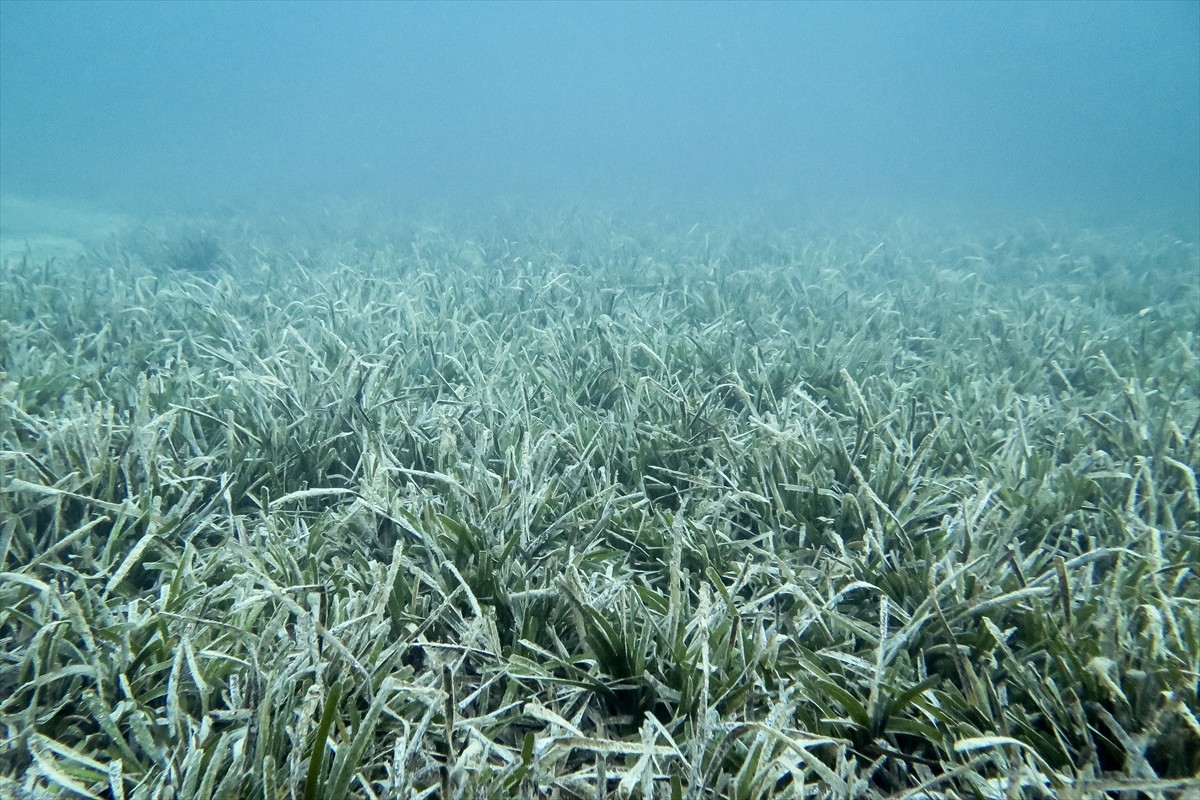 İstanbul Üniversitesi Deniz Bilimleri ve İşletmeciliği Enstitüsünden bilim insanları, 4 gün önce...