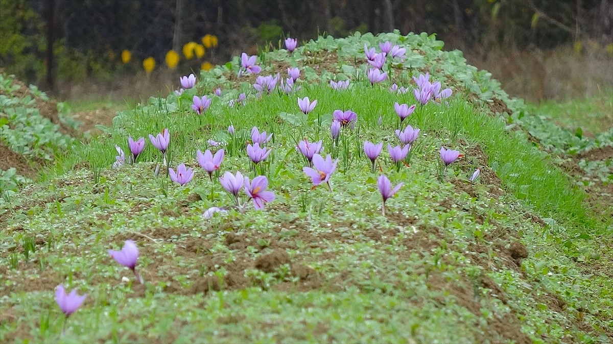 Karabük'ün UNESCO Dünya Mirası Listesi'nde yer alan Safranbolu ilçesinde düzenlenen "9. Safran...