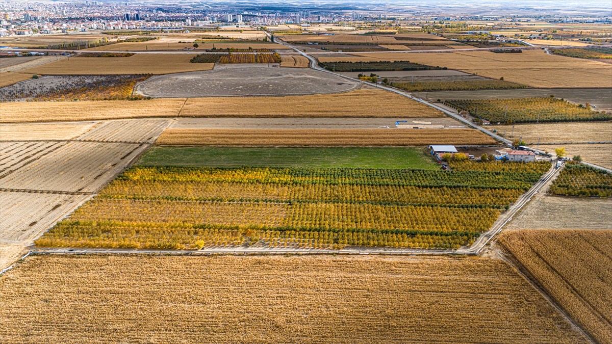 Karaman'da işçilerin, sezonun son elmalarını hasat etmek için bahçelerdeki hummalı çalışması...