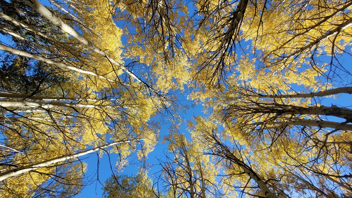 Kars'ın Sarıkamış ilçesinde, sonbaharın gelmesiyle ağaçların yaprakları yeşilden sarı ve kızılın...