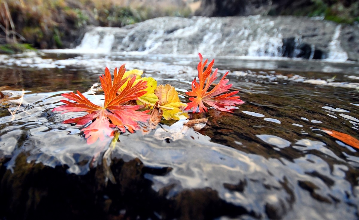 Kars'ın Sarıkamış ilçesindeki Keklik Vadisi, sonbaharda sarı ve kızılın tonlarına...