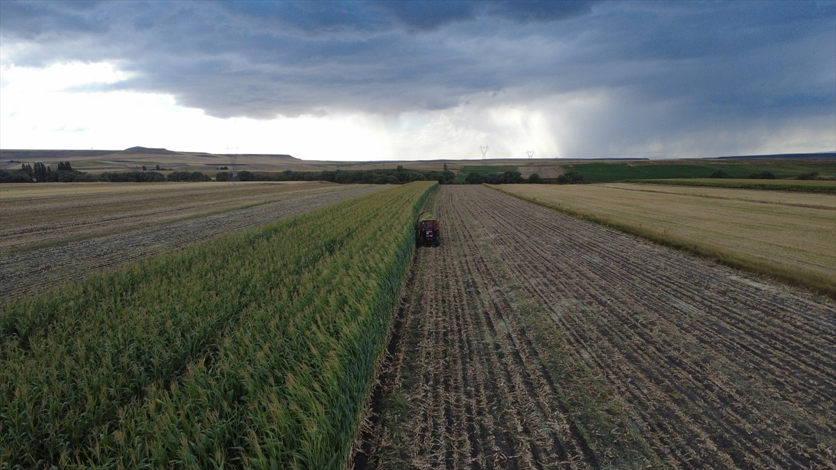 Kars'ta kış mevsimi öncesi hayvanların yem ihtiyacının karşılanması için ekilen silajlık mısır...