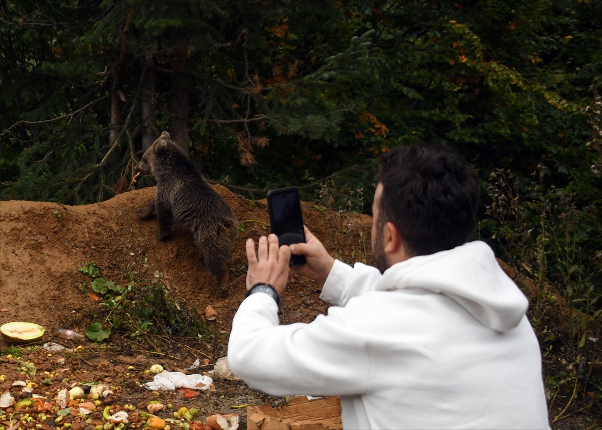 Kastamonu'nun Küre ilçesinde kara yolunun kenarında ormanlık alanda görülen 2 ayı yavrusu, bölge...