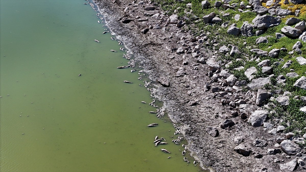 Kayseri'nin Felahiye ilçesinde suları çekilen Tozlu Göleti kıyısında balık ölümleri...