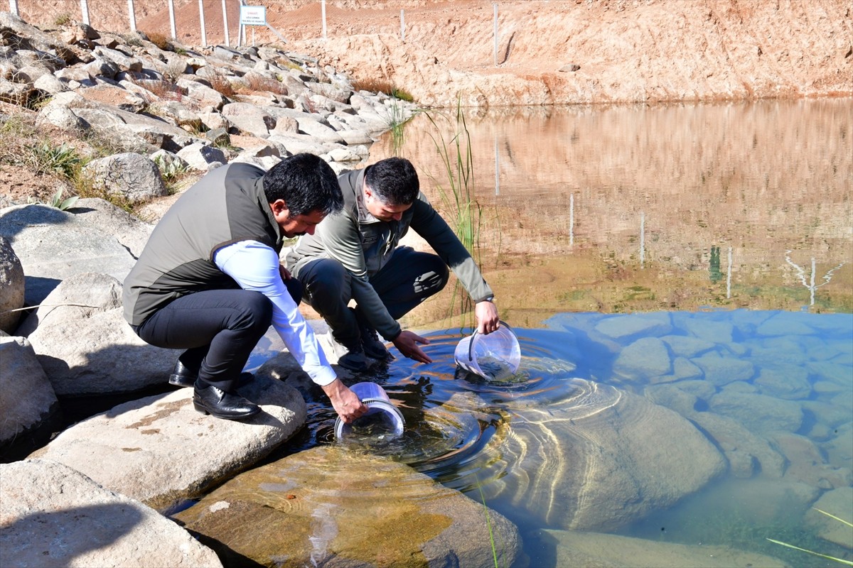 Kırşehir'de Aşıkpaşa Tabiat Parkı içindeki gölete, 3 bin kırmızı benekli alabalık yavrusu salındı....