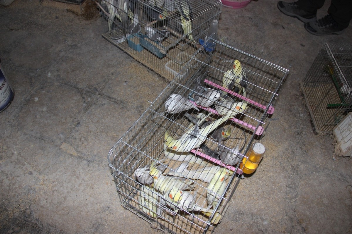 Kırşehir'de bir depoda koruma altındaki türlerden olduğu belirlenen 66 kuş ele geçirildi.