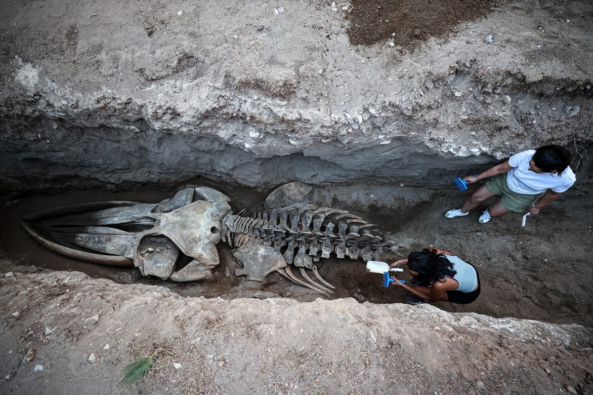 Mersin'de 2021'de sahile vurduktan sonra gömülen 14 metrelik Fin balinası iskeletinin bilimsel...