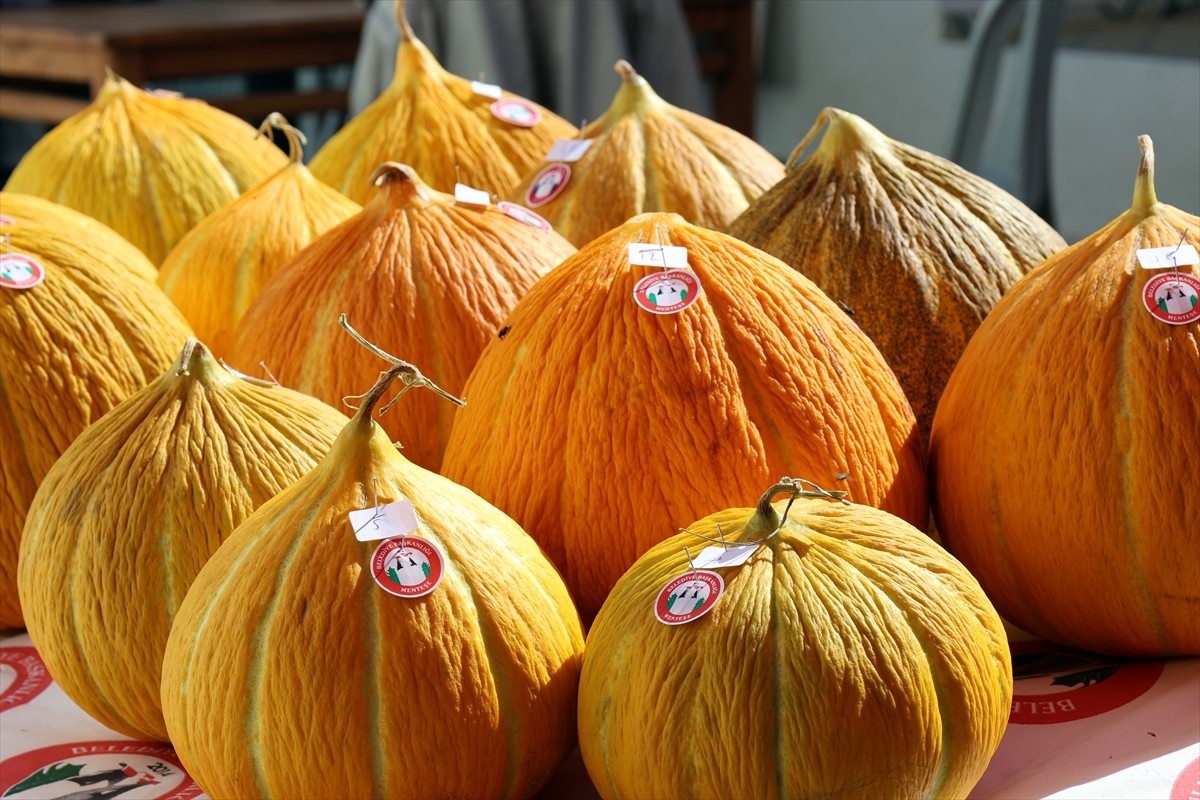 Muğla'nın Menteşe ilçesinde bu yıl 10.uncusu düzenlenen "Yayla Kavunu Yarışması" yapıldı....