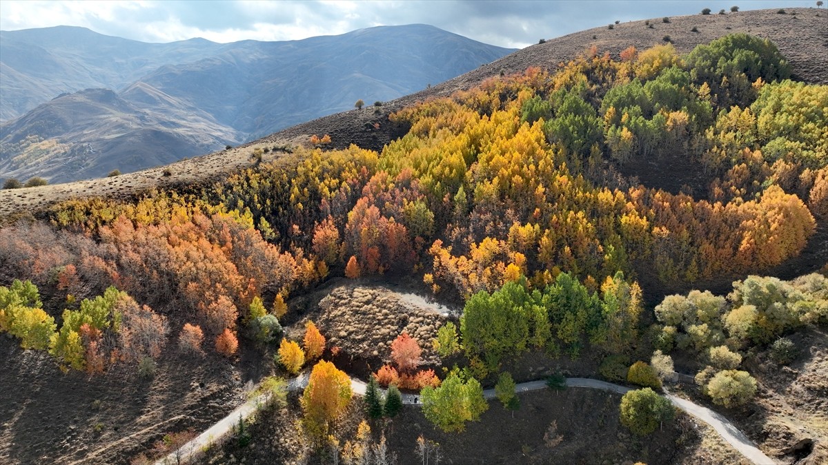 Muş'ta faaliyet gösteren Genç Adımlar Derneği üyeleri, sonbaharın güzelliklerini yansıtan Bağlar...