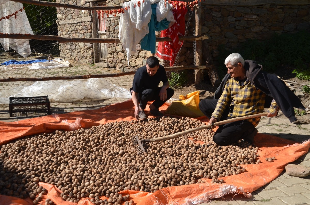 Muş’ta çiftçiler tarafından 4 bin 700 dekar alanda hasadına başlanan ceviz ağaçlarından yaklaşık...
