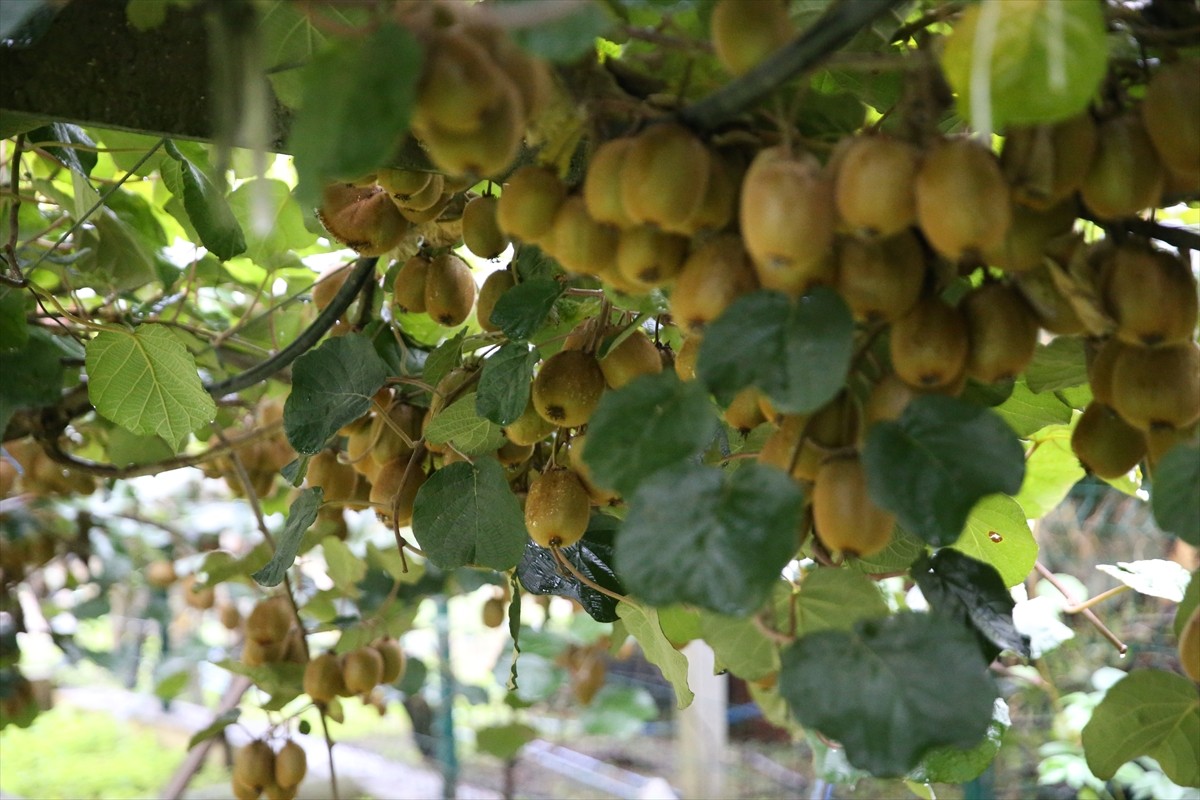 Ordu'da kasım ayında hasadına başlanması beklenen kivinin satış fiyatı belirlendi. Bu sezon...