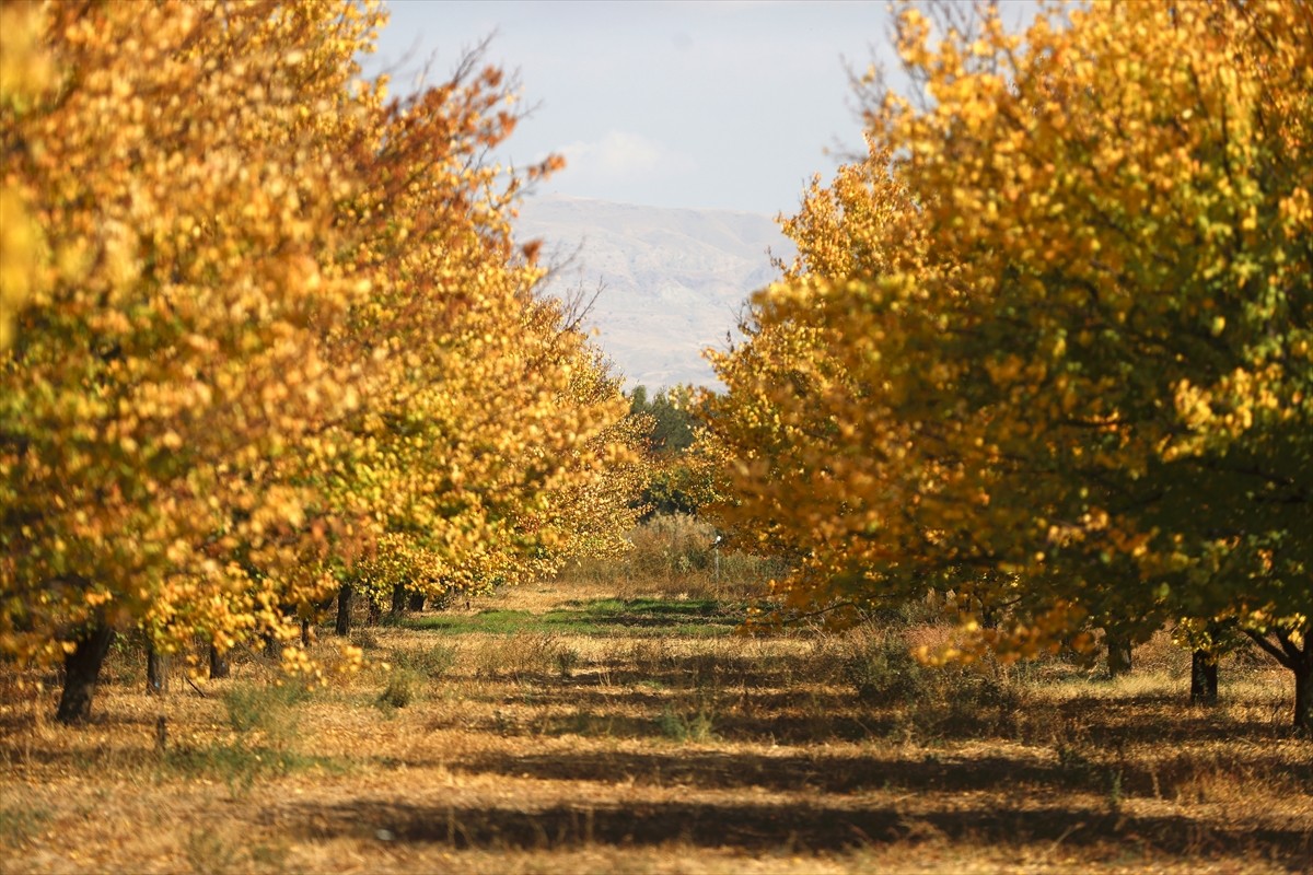 "Dünyanın kayısı başkenti" olarak anılan Malatya'da kayısı bahçeleri, sonbaharın renkleriyle ayrı...