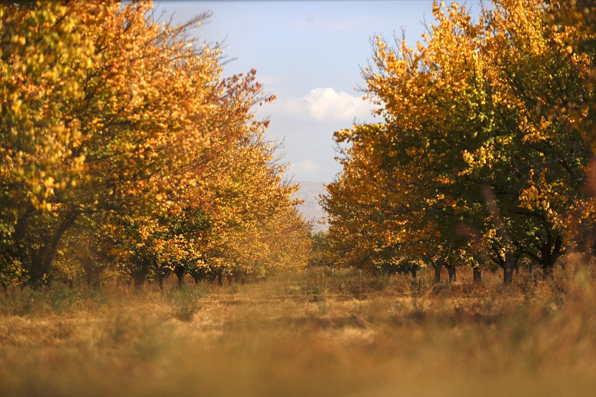 "Dünyanın kayısı başkenti" olarak anılan Malatya'da kayısı bahçeleri, sonbaharın renkleriyle ayrı...