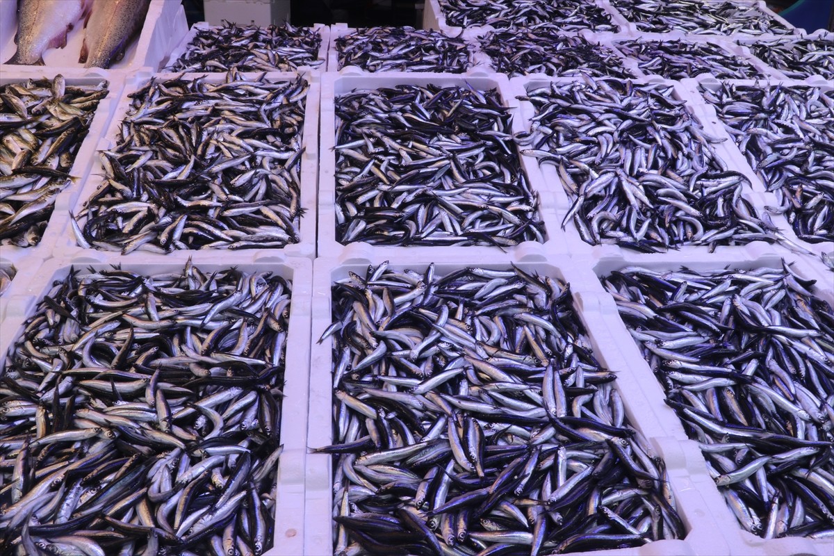 Rize'de hamsinin kilogramı 100 liradan satışa sunuldu. Vatandaşların en fazla hamsi talep ettiği...