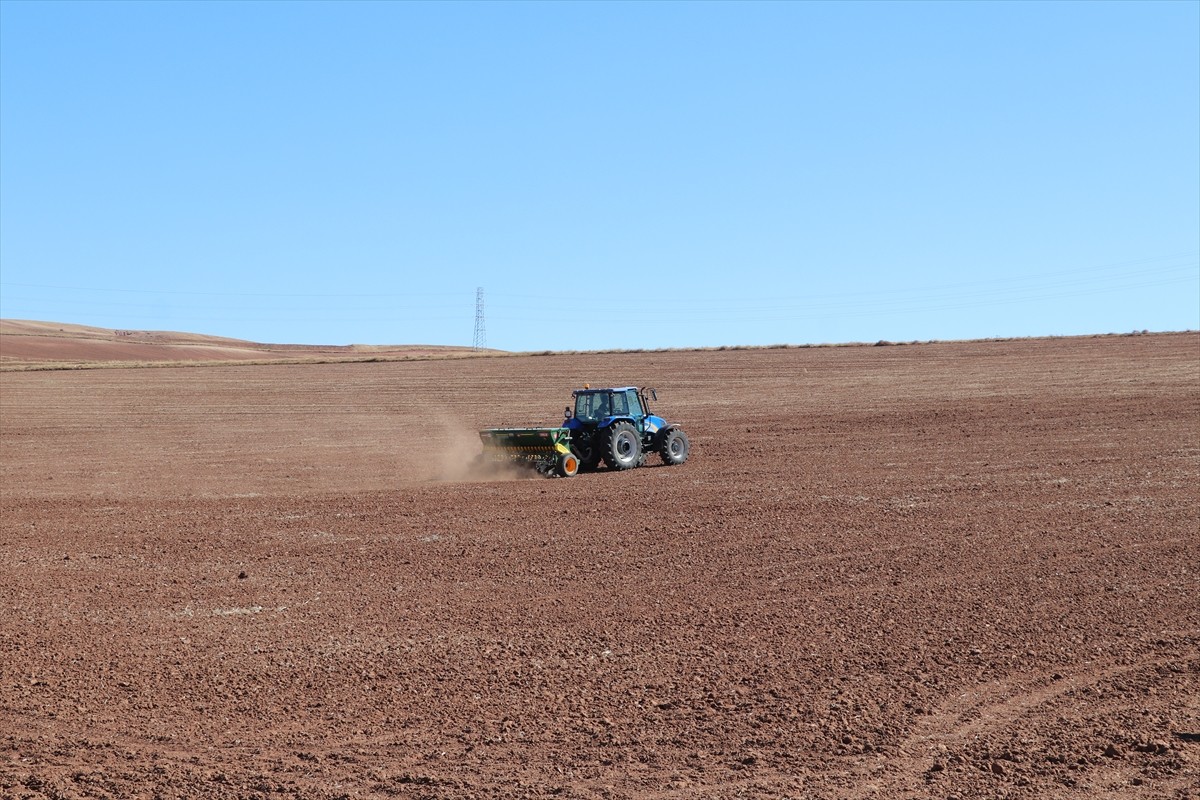 Sivas'ta yerli buğday ve arpa çeşitlerinde deneme ekimi çalışmaları başladı. Demonstrasyon, il...