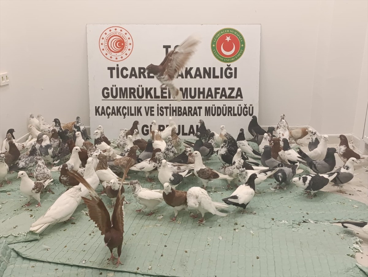 Ticaret Bakanlığı Gümrükler Muhafaza ekiplerince, Gürbulak Gümrük Kapısı'nda bir tıra yönelik...